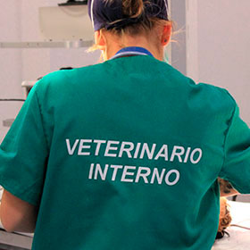 Becas para veterinarios internos en el Hospital Clínico Veterinario